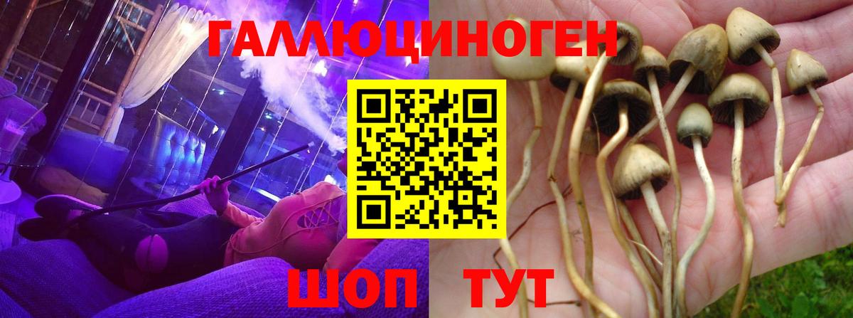наркота  Галлюциногенные грибы GOLDEN TEACHER  Вход с VPN  Дальнереченск 